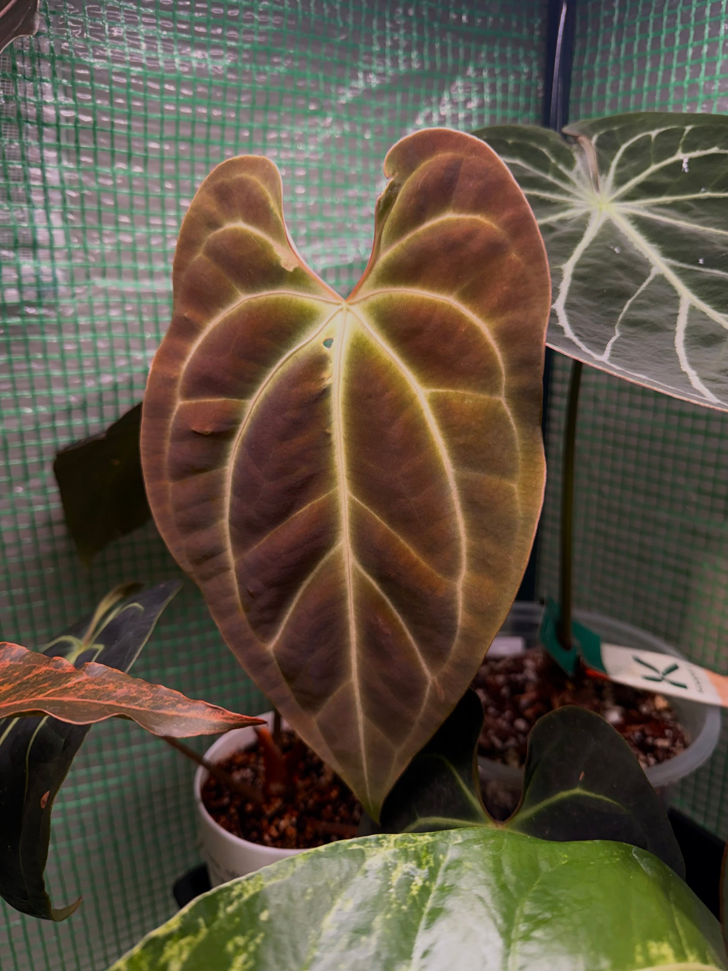 Anthurium Besseae AFF Wu8 x Wu1004