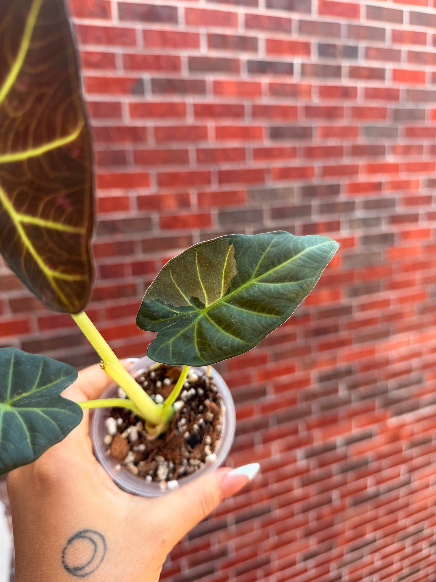 Alocasia Regal Shield Albo