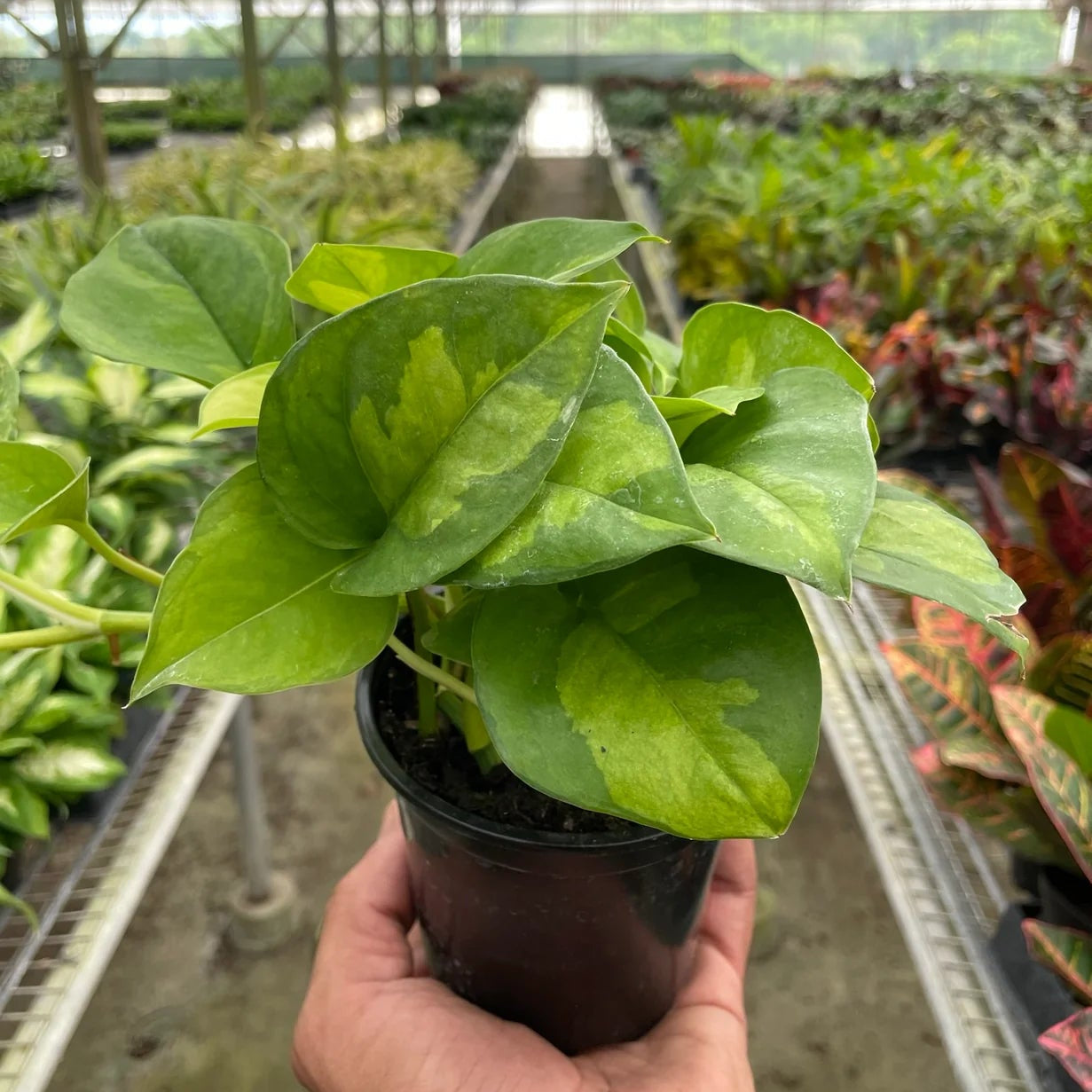 Pothos Global Green
