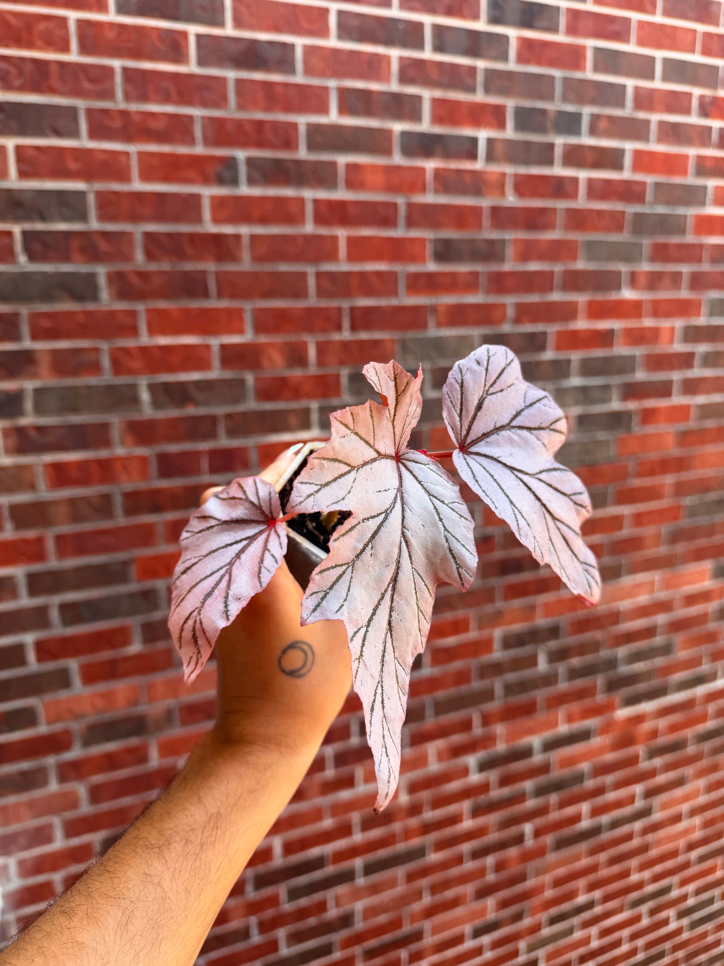Begonia Lamoon
