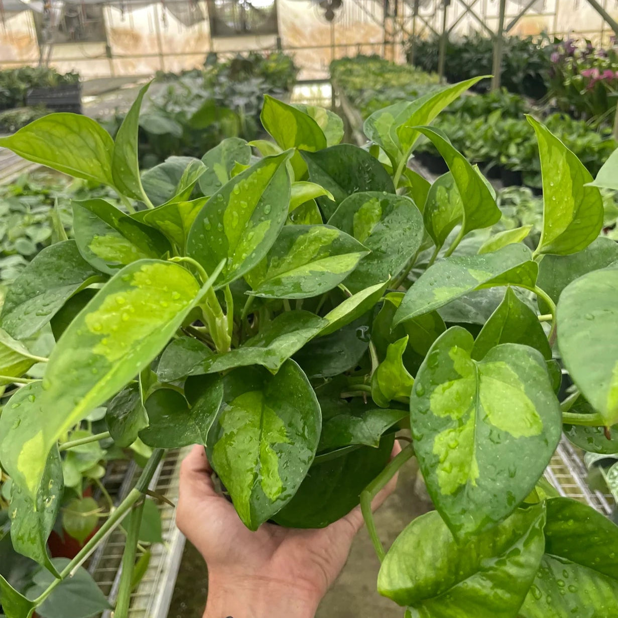 Pothos Global Green