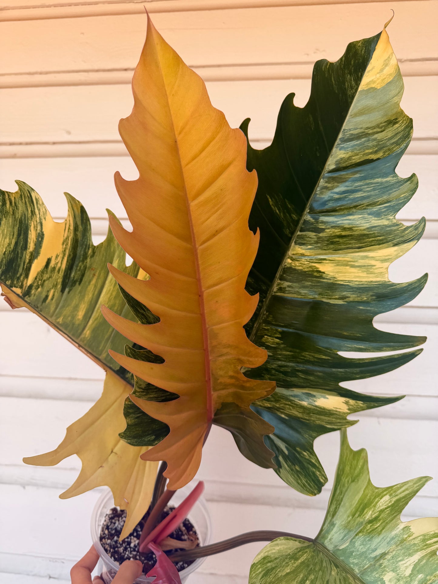 Philodendron Caramel Marble 6”