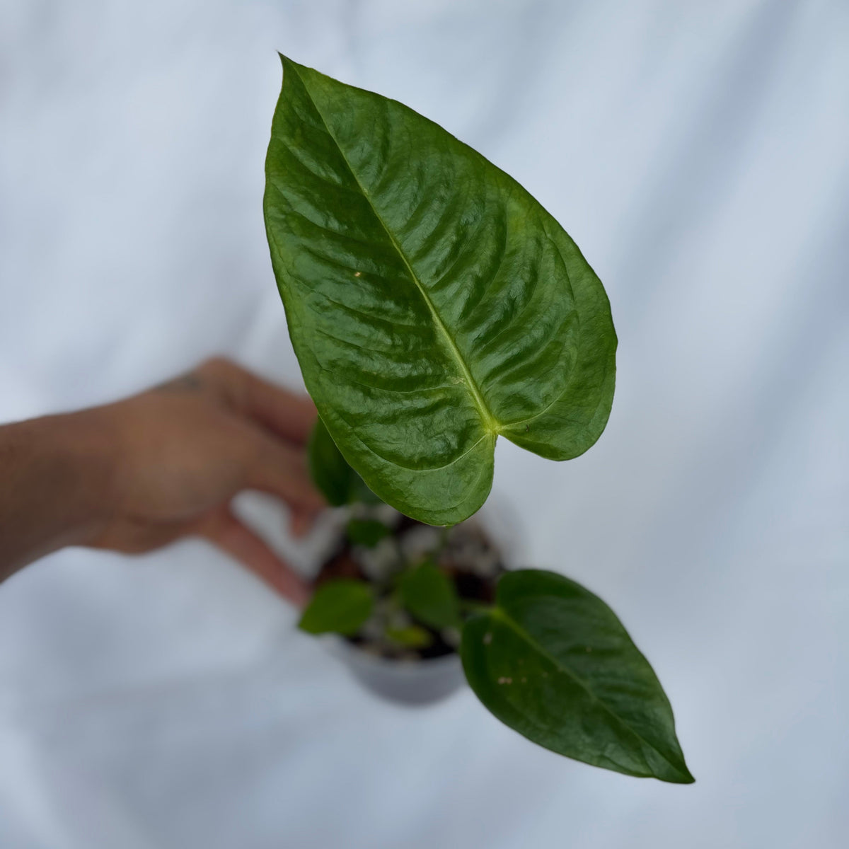 Anthurium King Veitchii