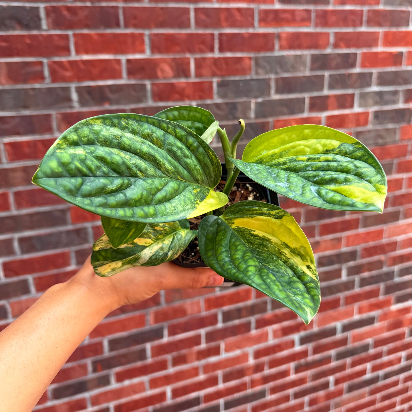 Monstera Peru Variegated