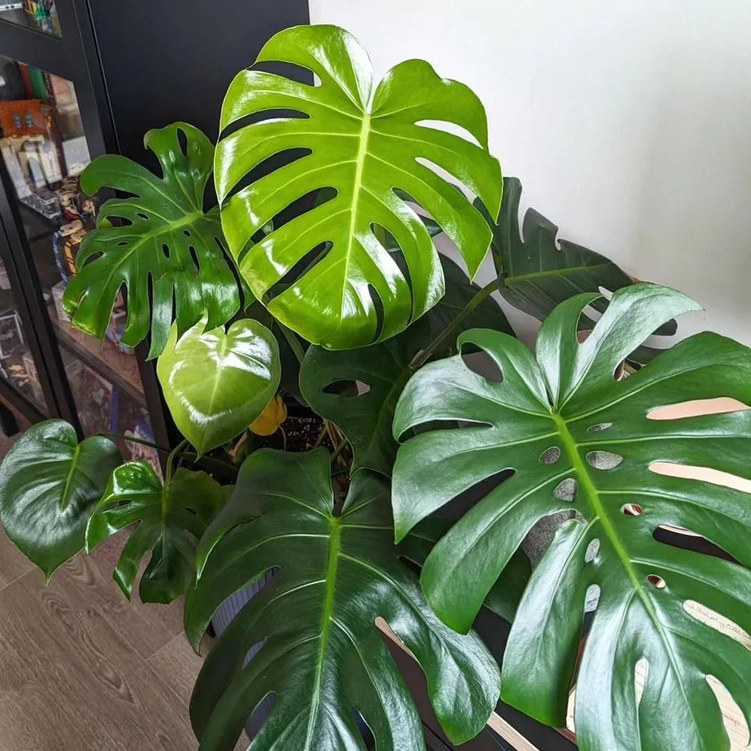 Chrysal Leaf Shine Aerosol