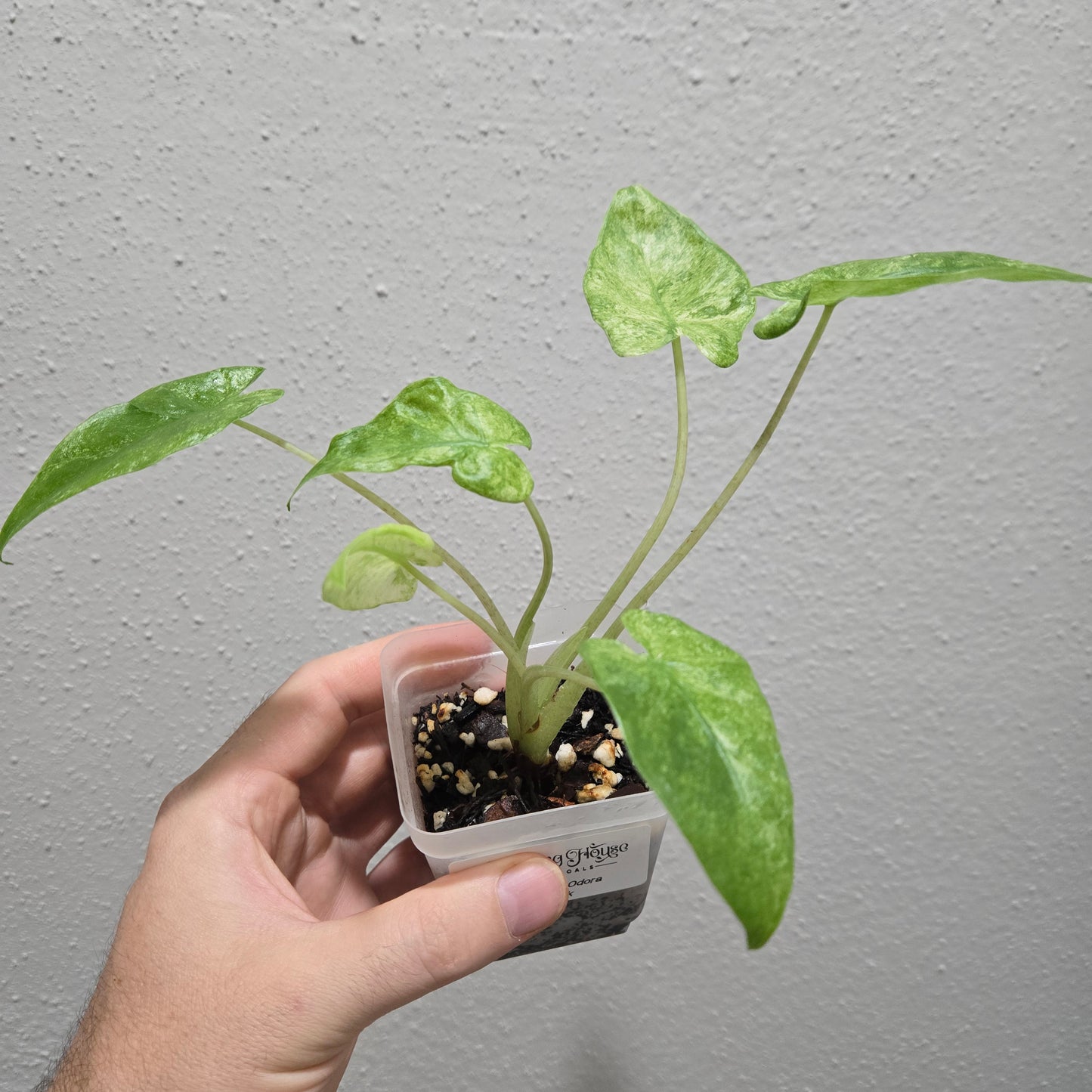 Alocasia Odora Batik
