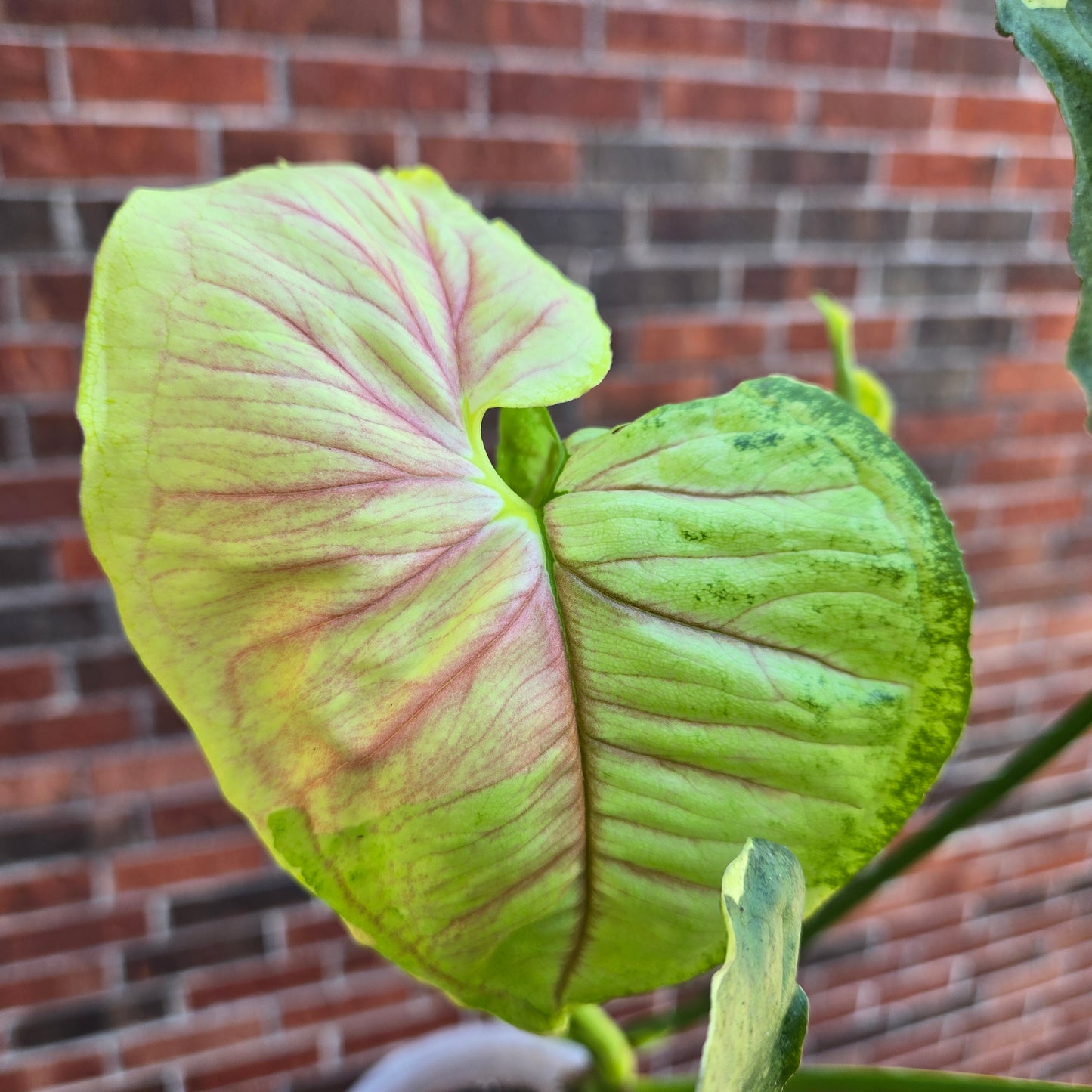 Syngonium Mango Allusion