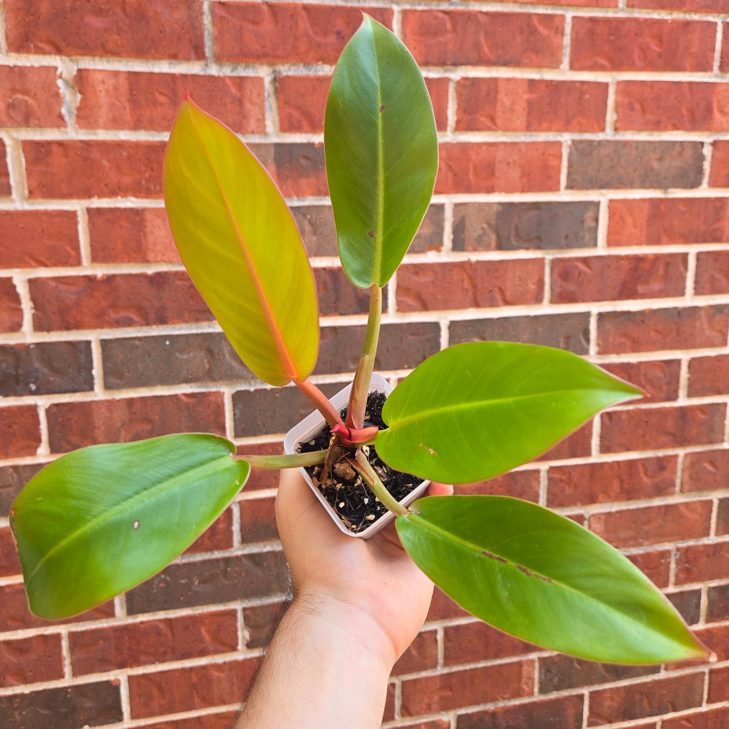 Philodendron Prince of Orange
