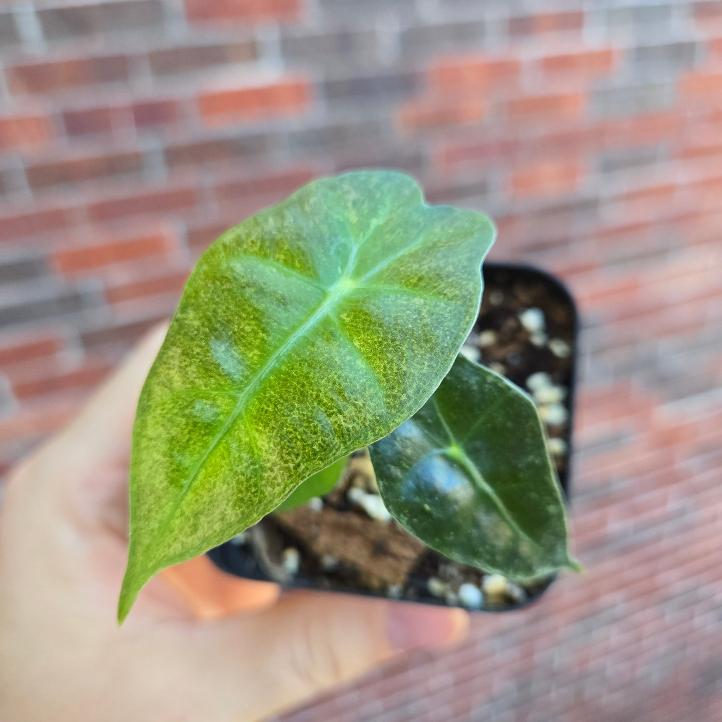 Alocasia Polly Var