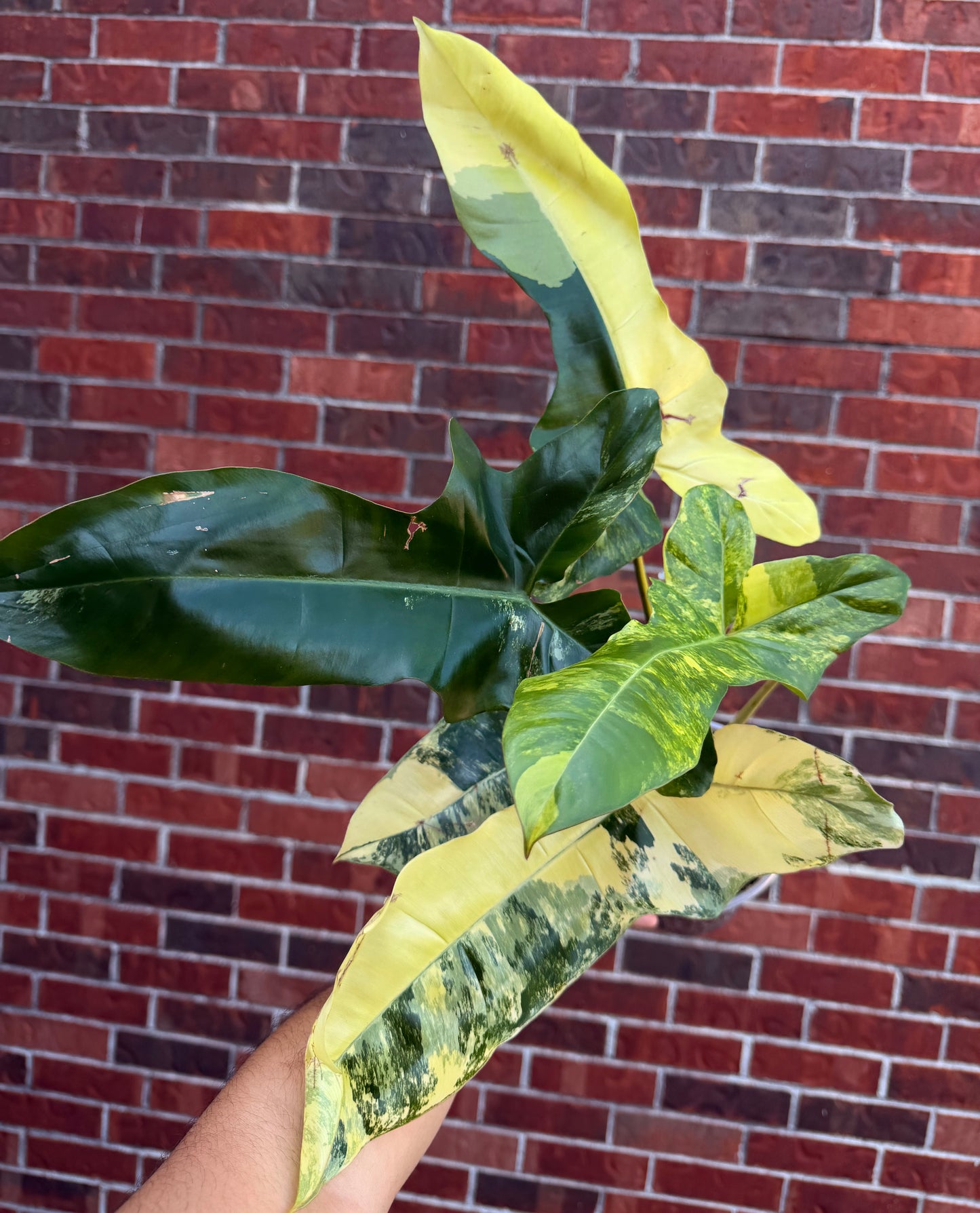 Philodendron Billie x FB Jennifer