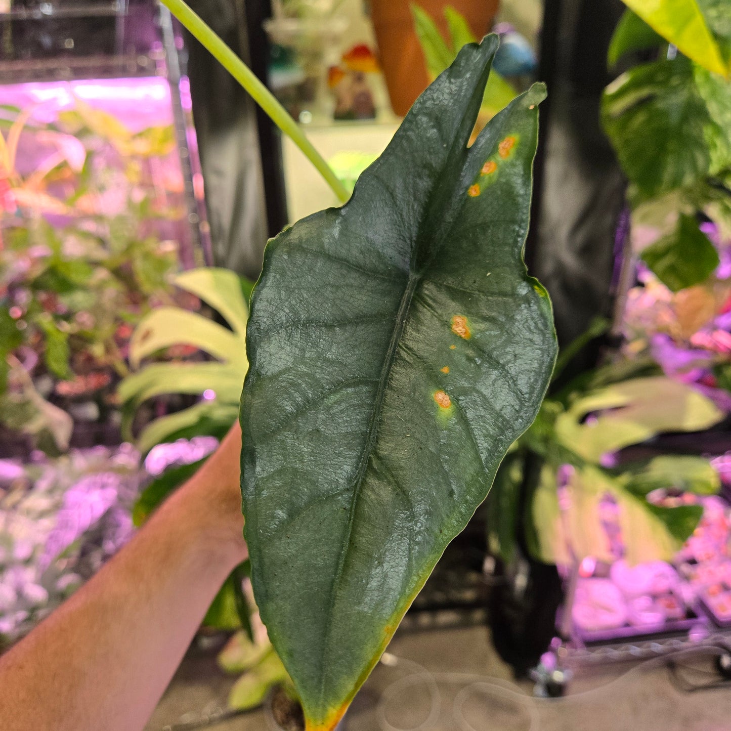 Alocasia Dragons Breath