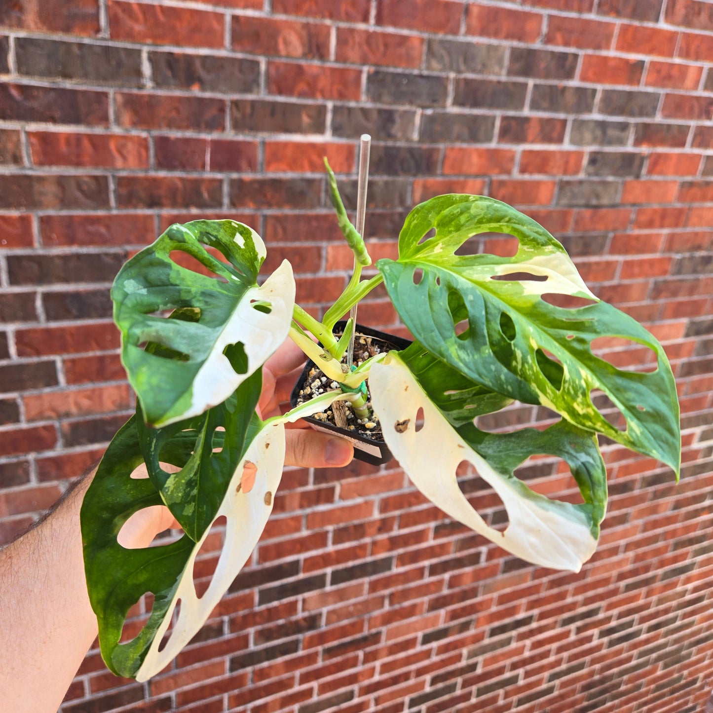 Monstera Adansonii Albo Medium