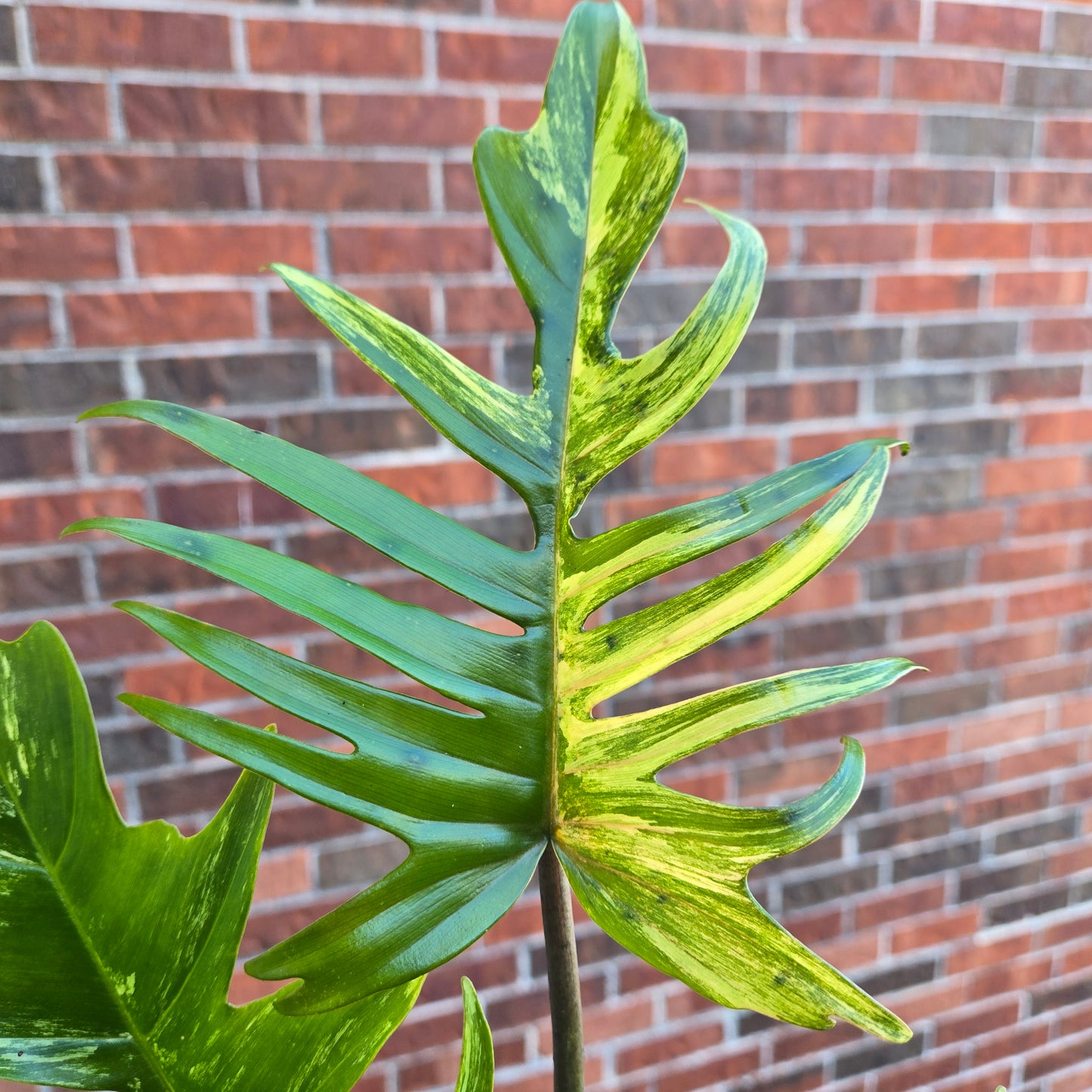 Philodendron Florida Beauty x Tortum