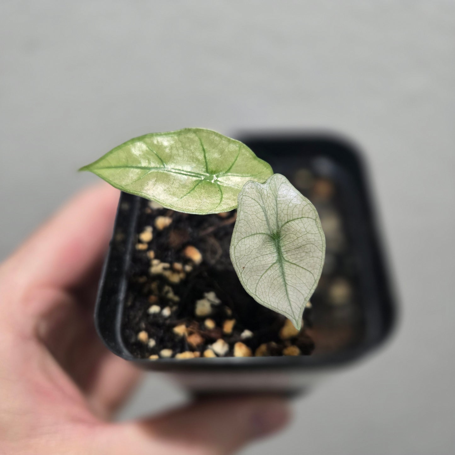 Alocasia Polly Var