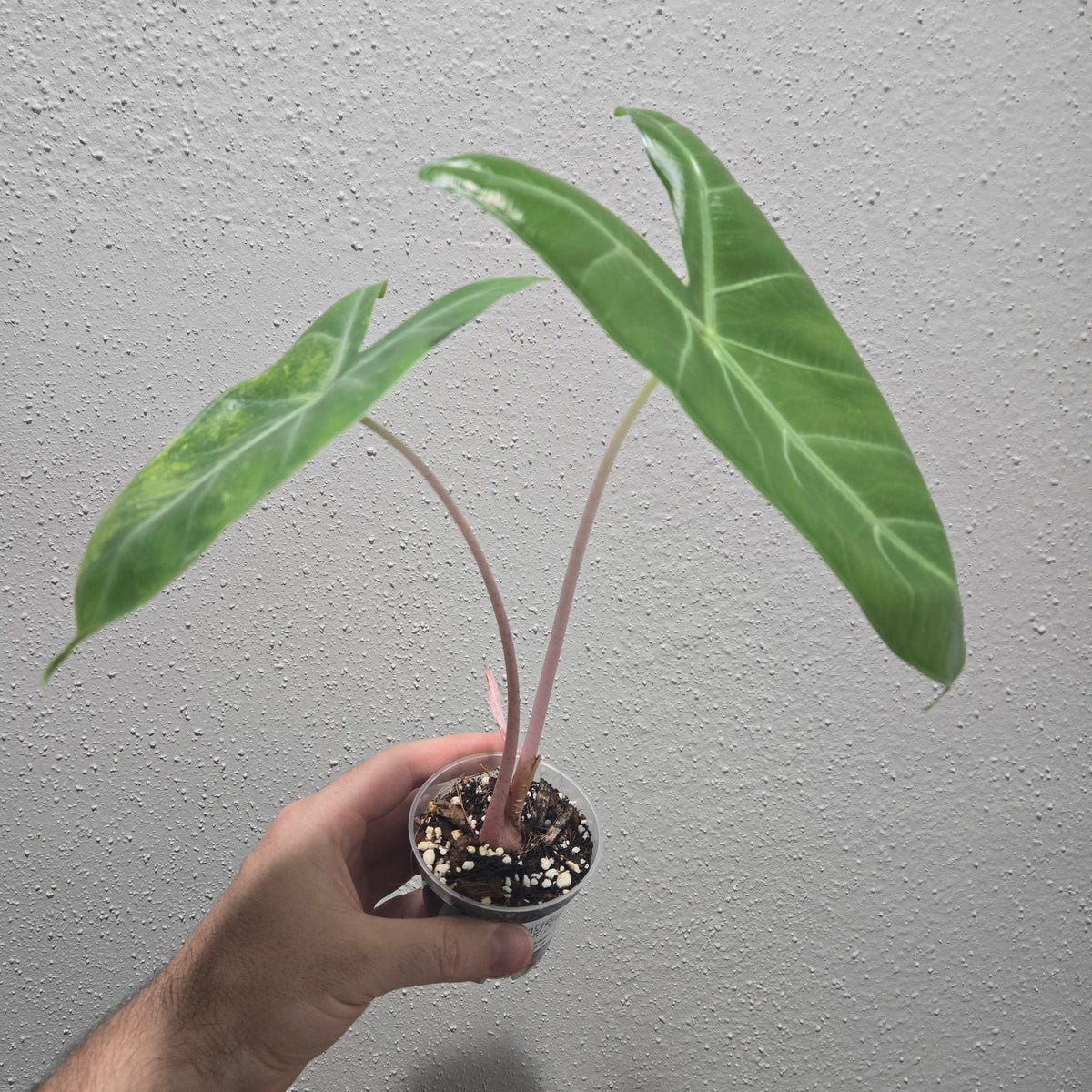Alocasia Pink Dragon x Longiloba Aurea
