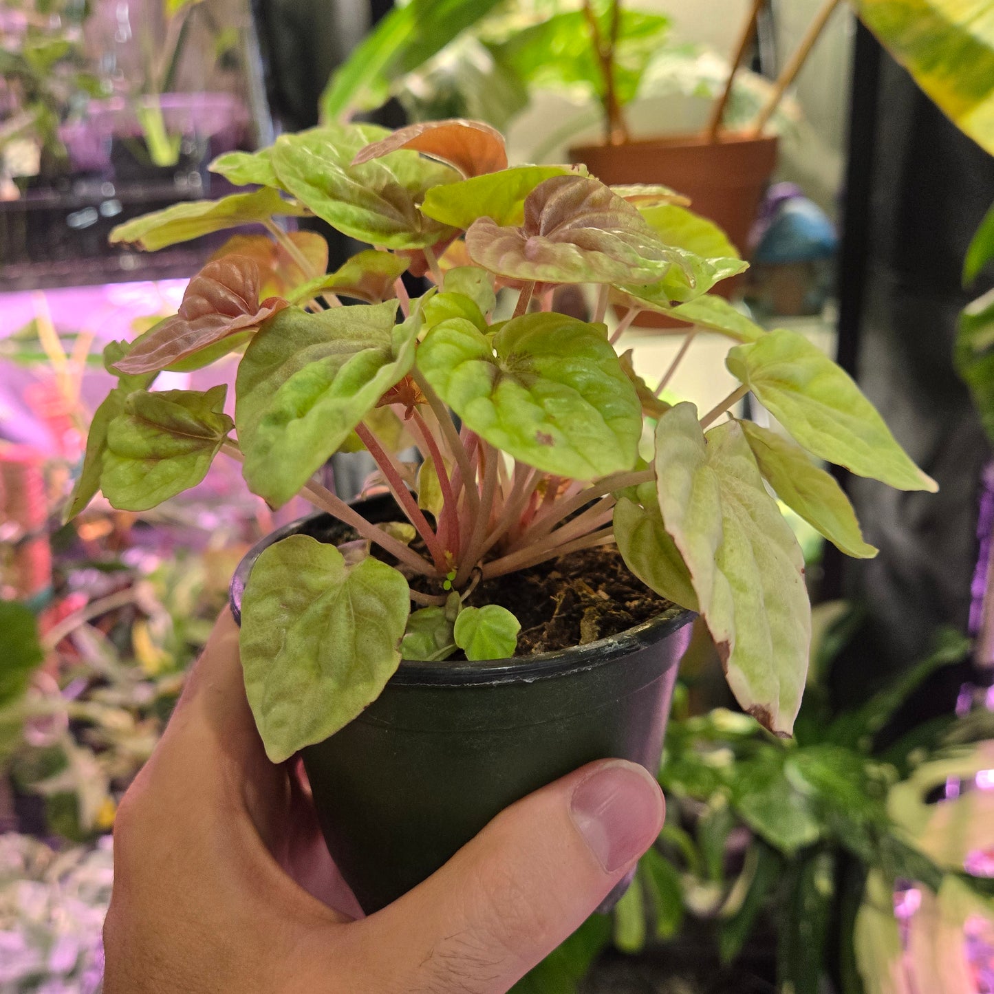 Peperomia Quito
