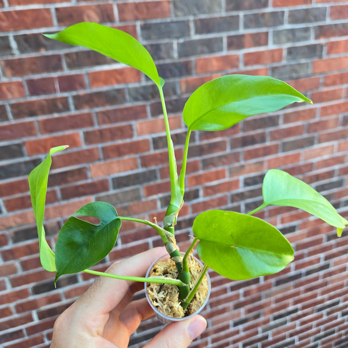 Monstera Tetrasperma