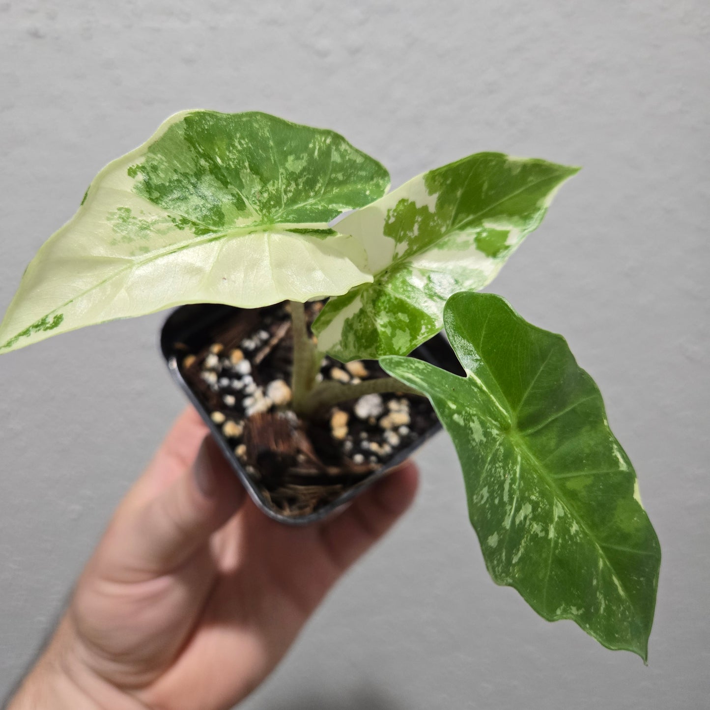 Alocasia Low Rider Albo