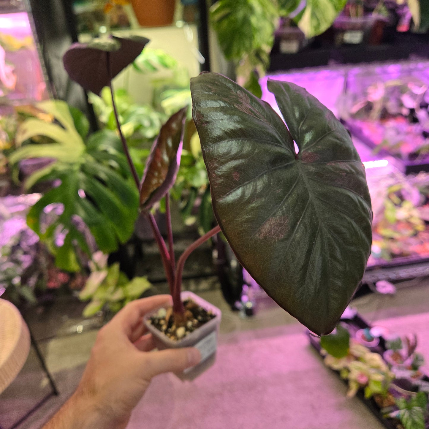 Alocasia Pink Serendipity