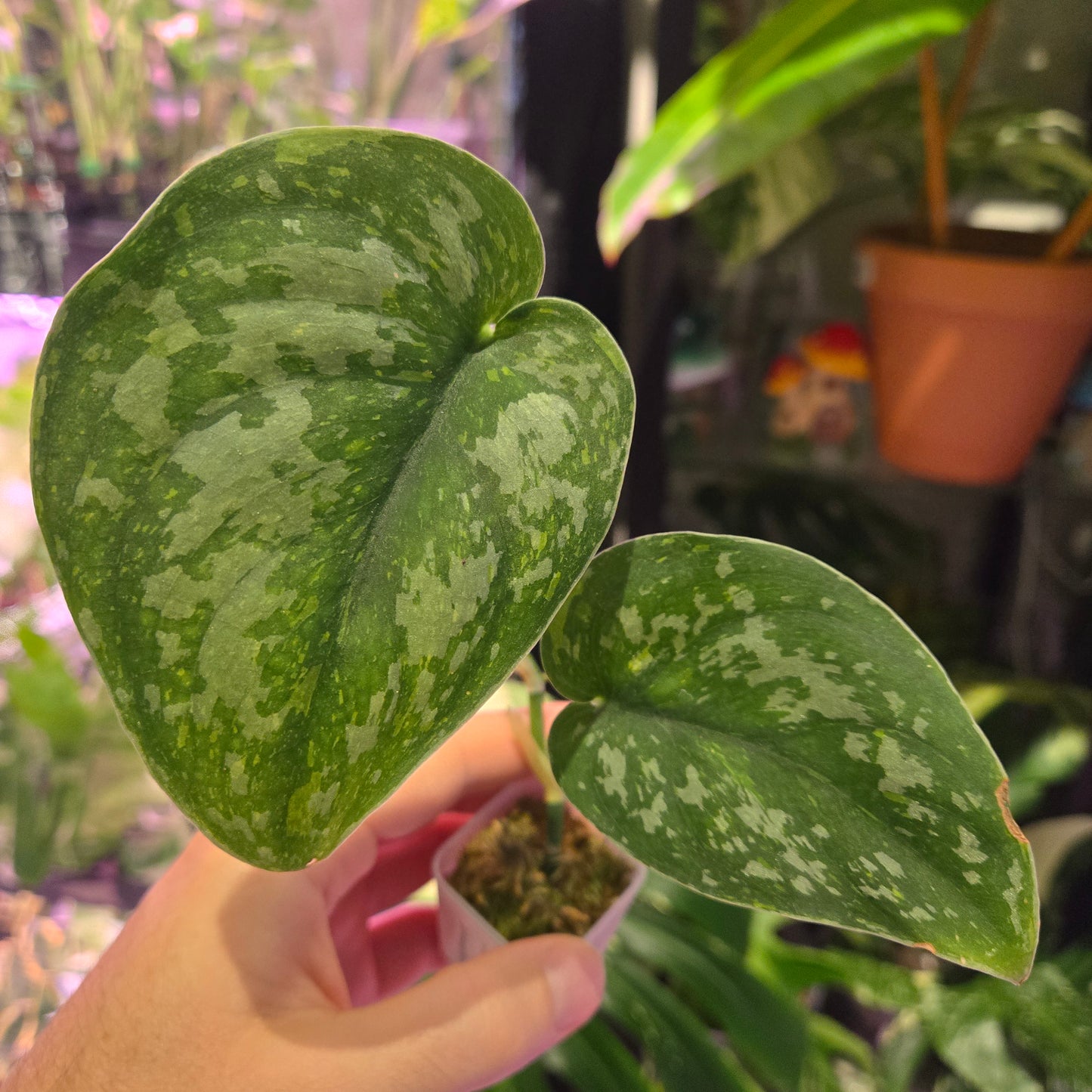 Scindapsus Baticon