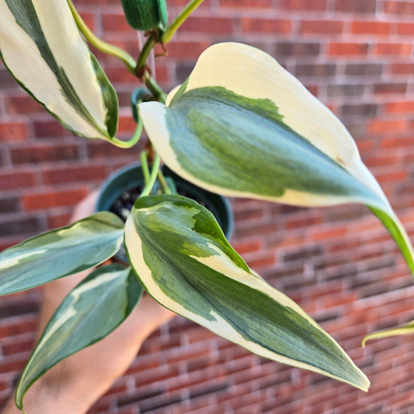 Philodendron Rio Narrow Mutation