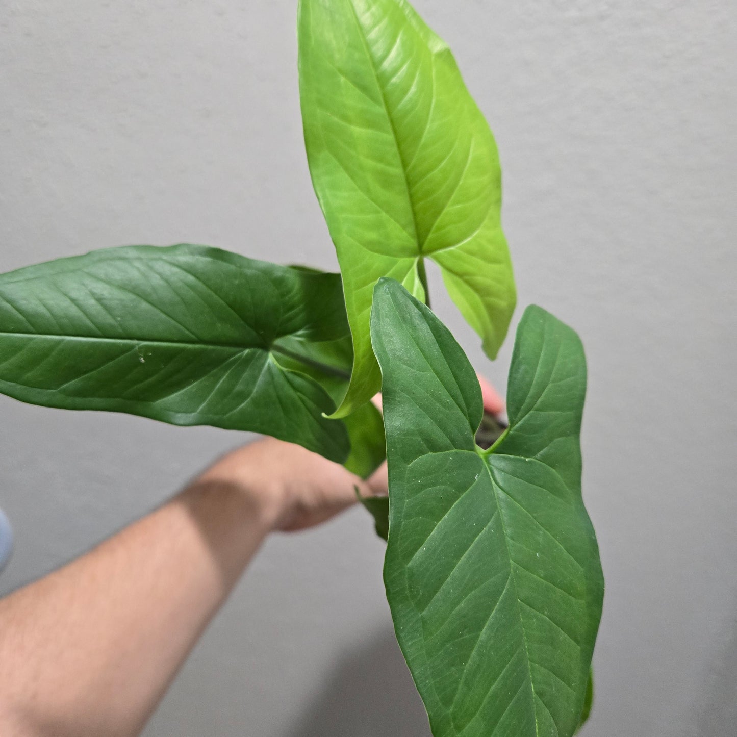 Syngonium Aurea Revert