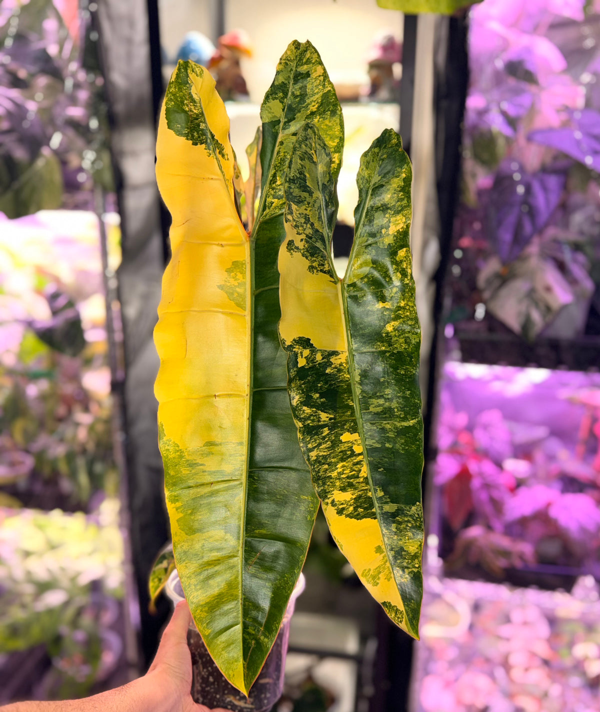 Philodendron Billietiae Variegated