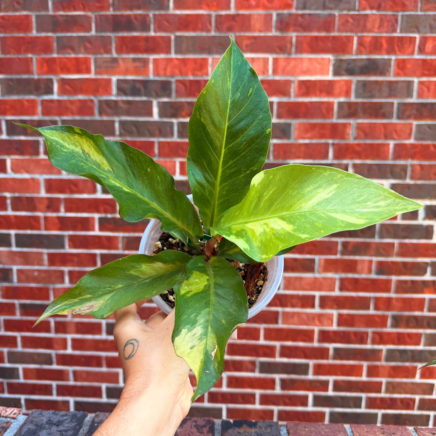 Anthurium Renaissance Var