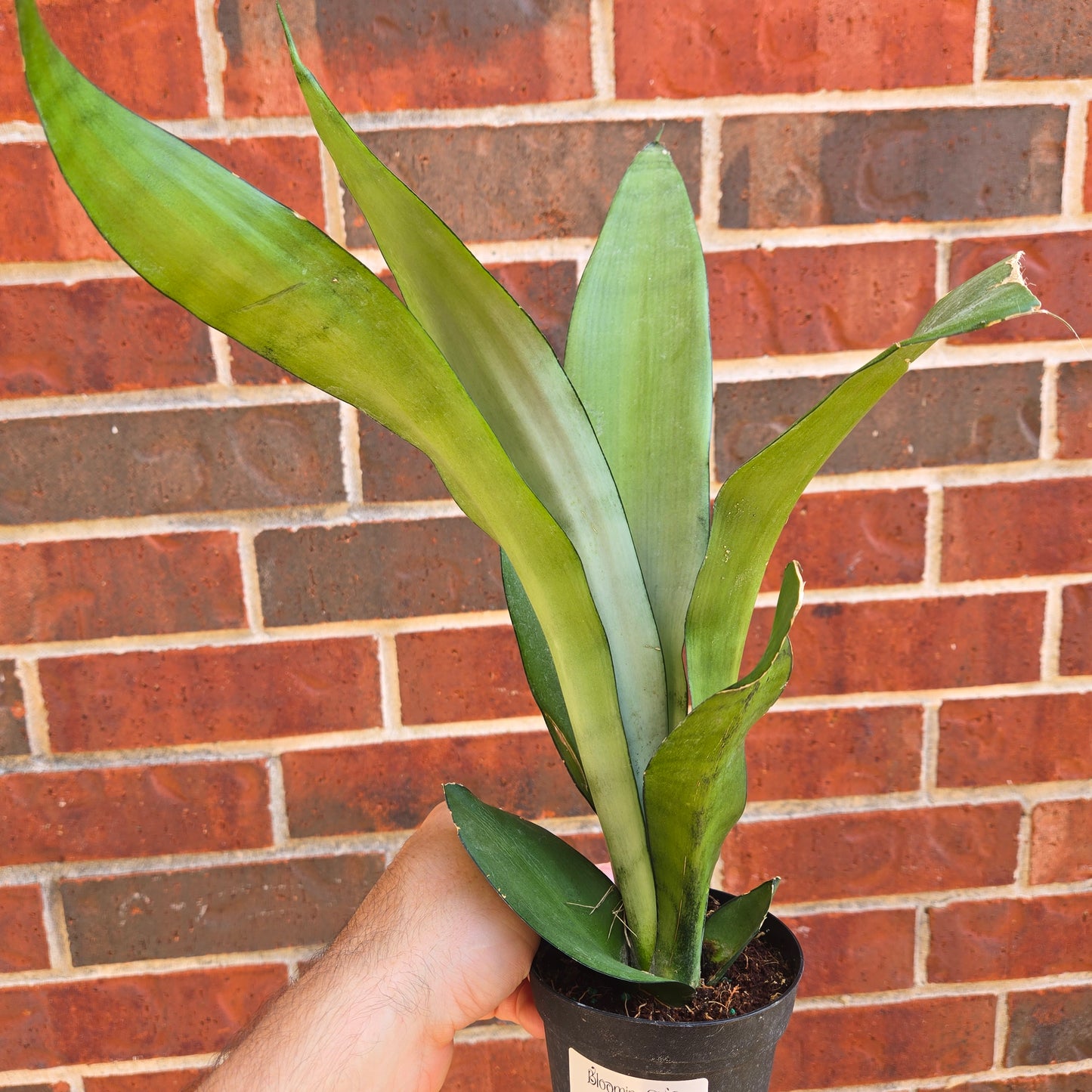 Snake Plant Moonshine