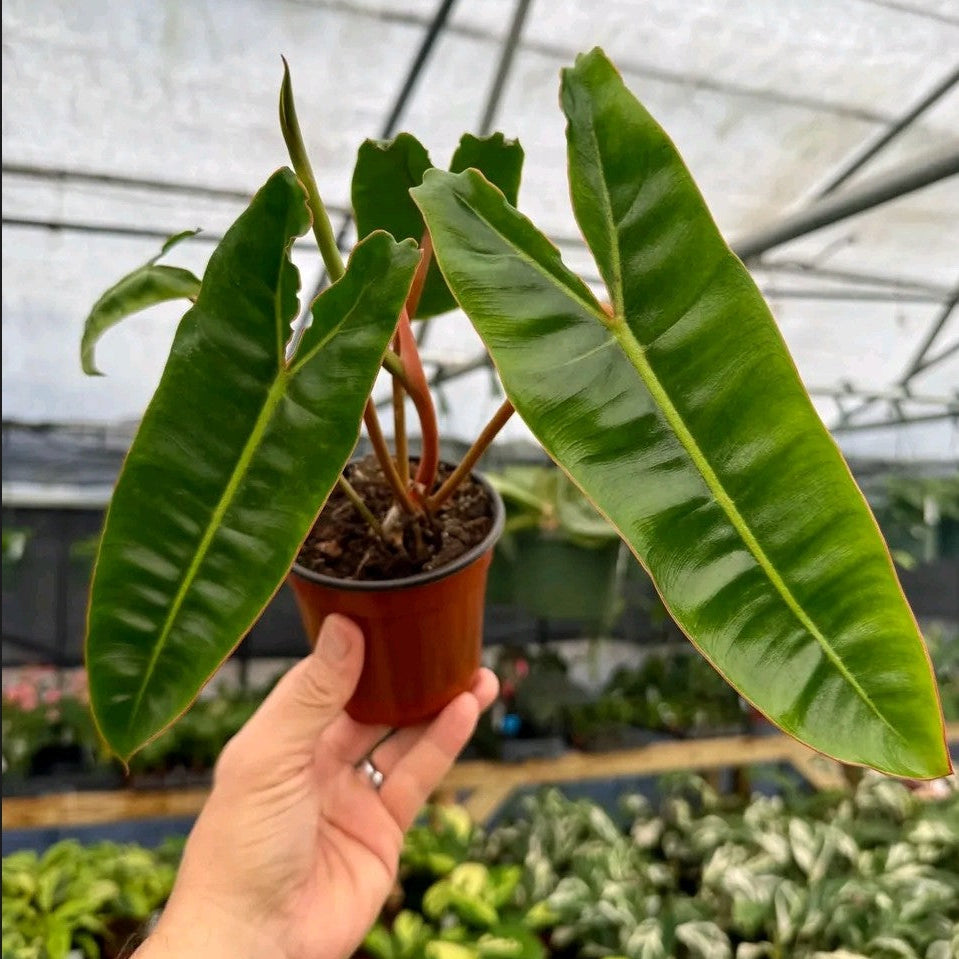 Philodendron Billietiae