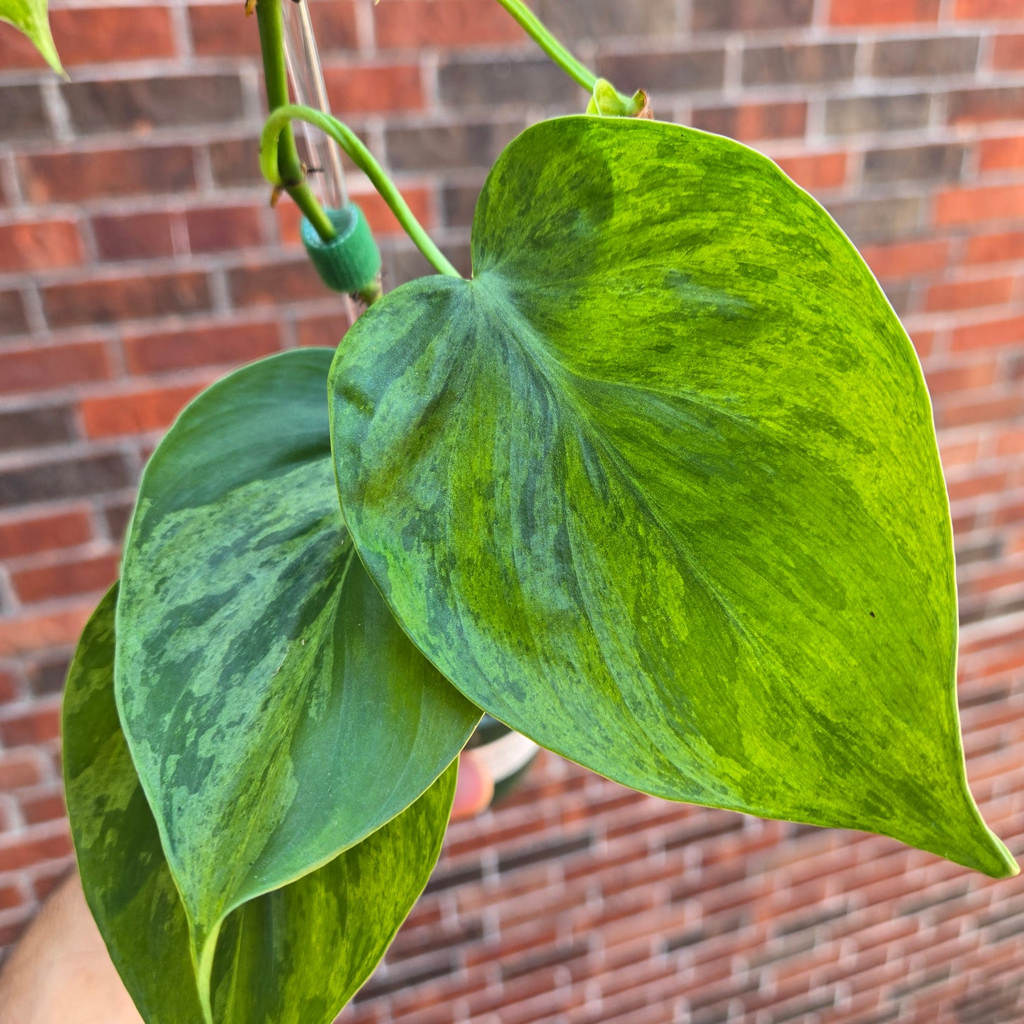 Philodendron Heartleaf Var