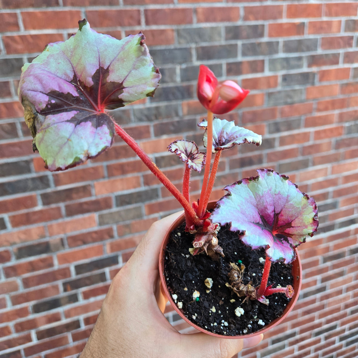 Begonia Kotobuki