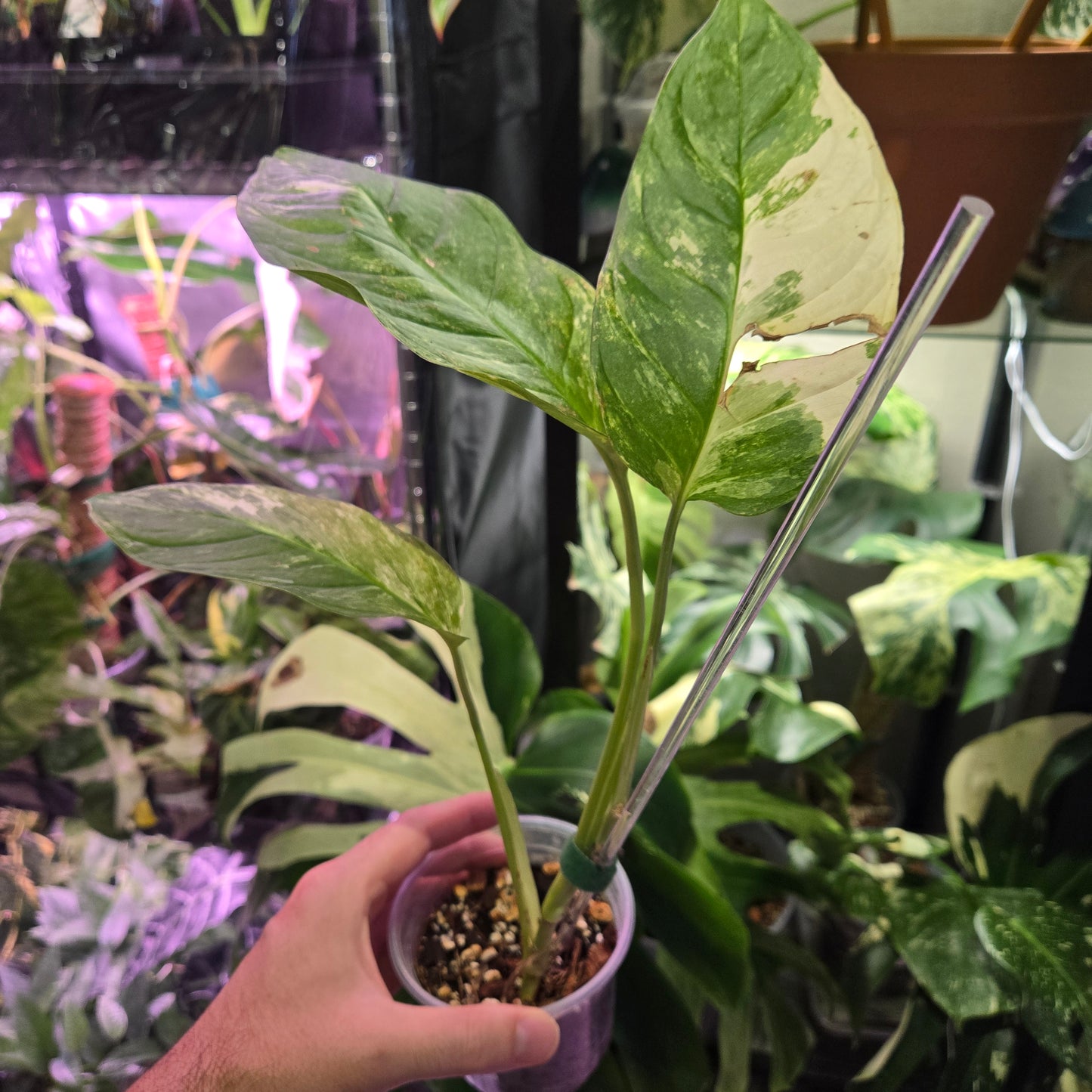 Monstera Mayuna Var