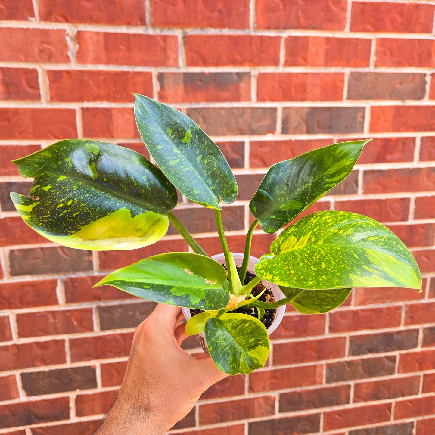 Philodendron Congo Nuclear Var