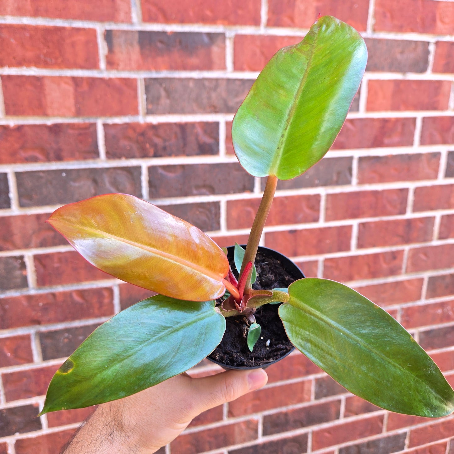Philodendron Red Sun