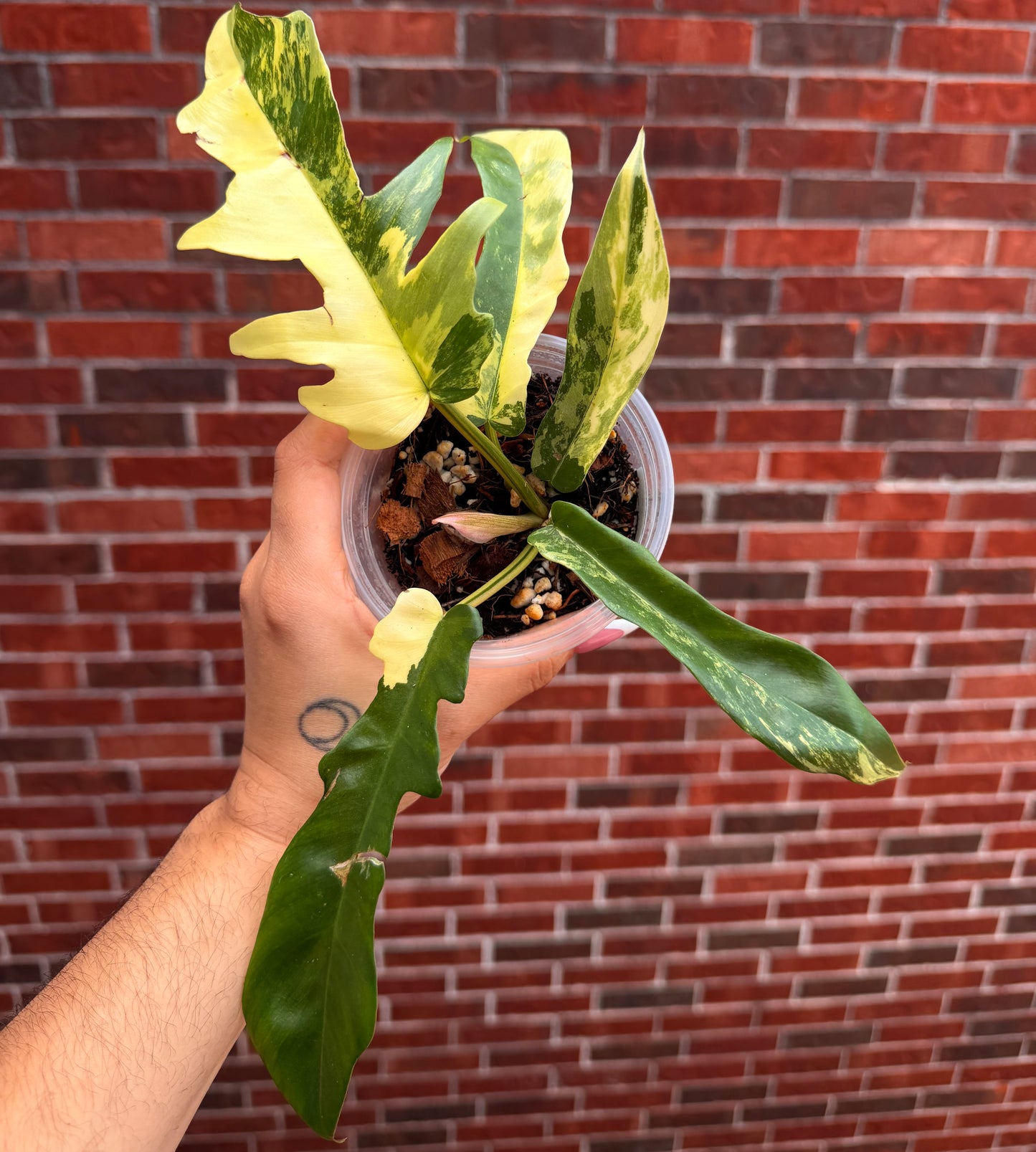 Philodendron Florida Beauty x Tortum