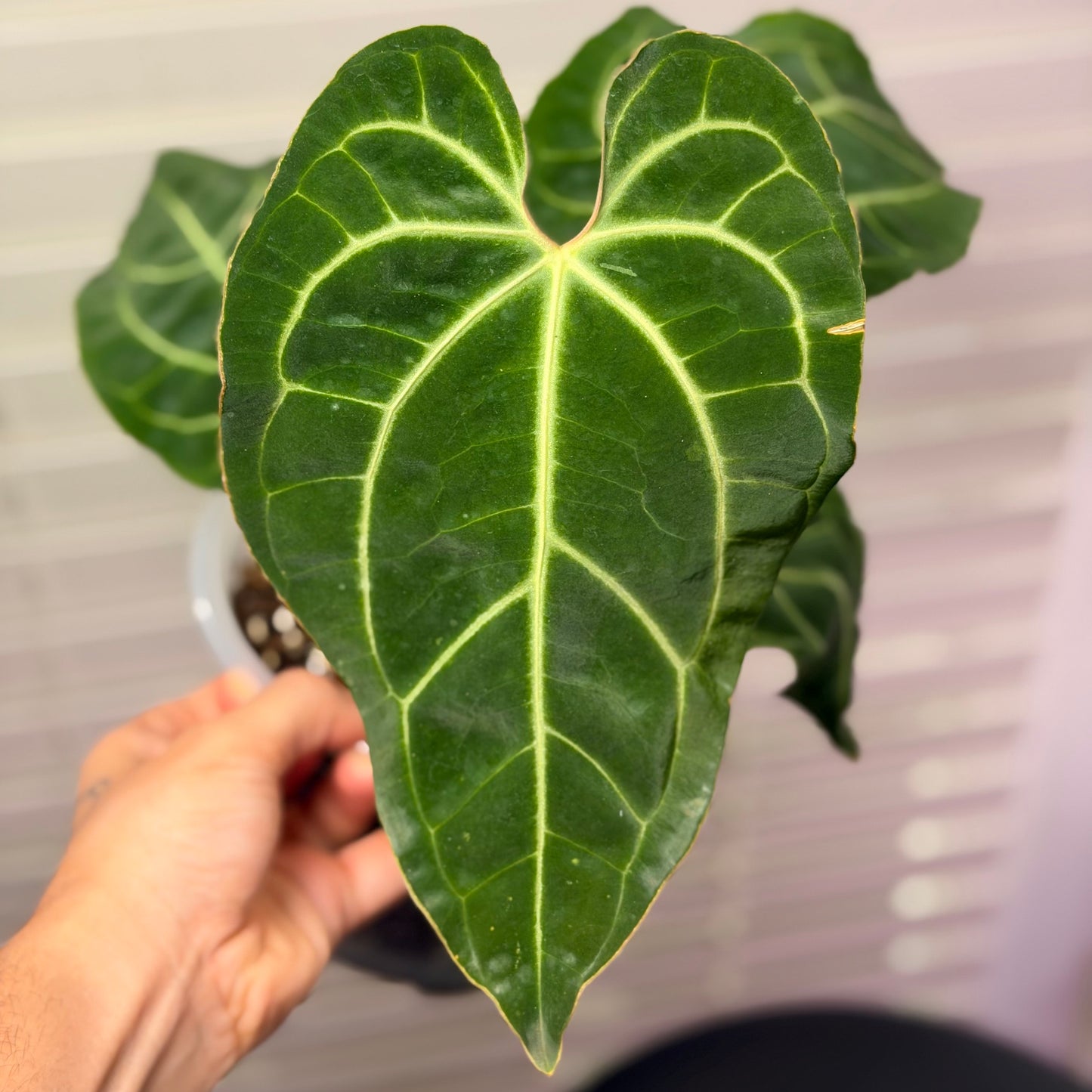 Anthurium Besseae AFF x Besseae AFF