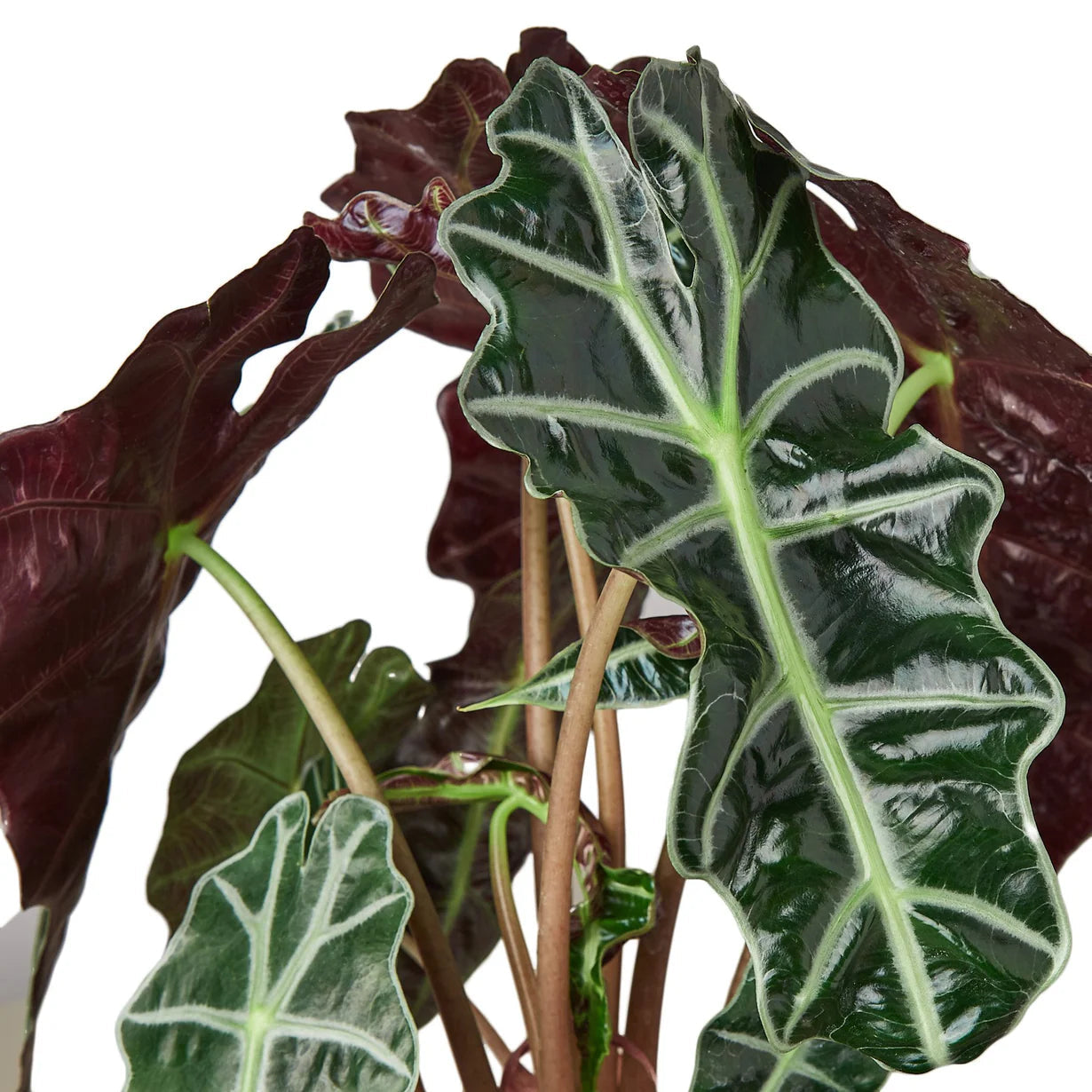 Alocasia African Mask 6"