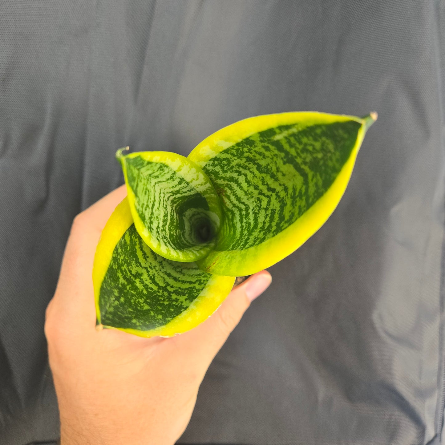 Snake Plant Superba Futera
