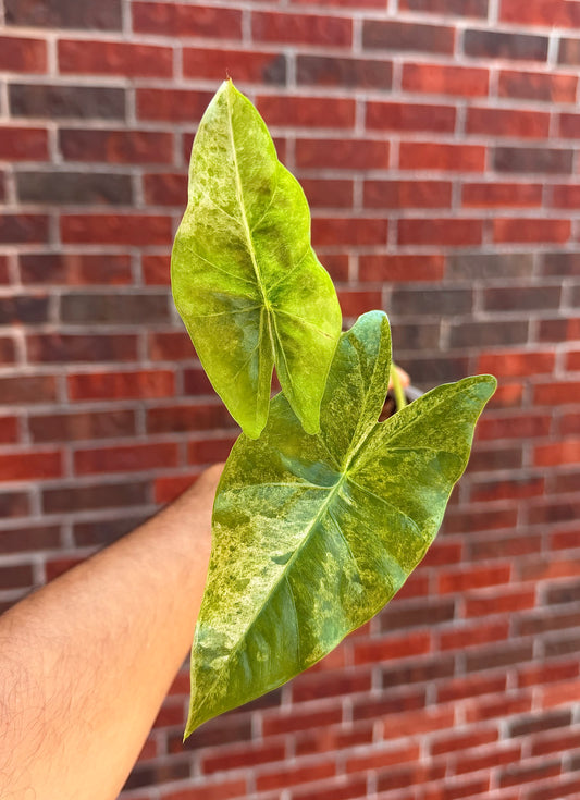 Alocasia Epilithica Marble