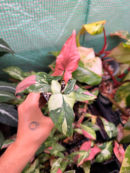 Syngonium Pink Marble Gems