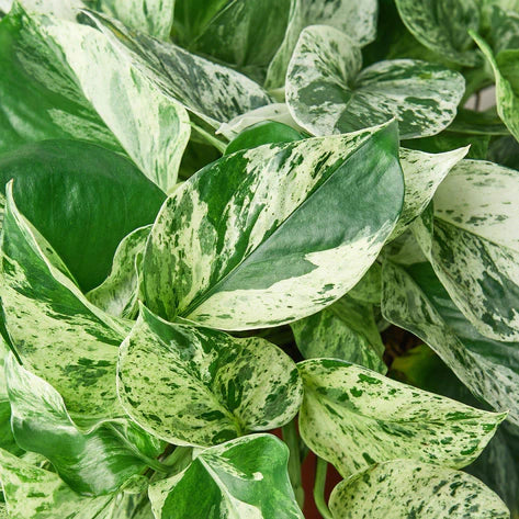Epipremnum Marble Queen