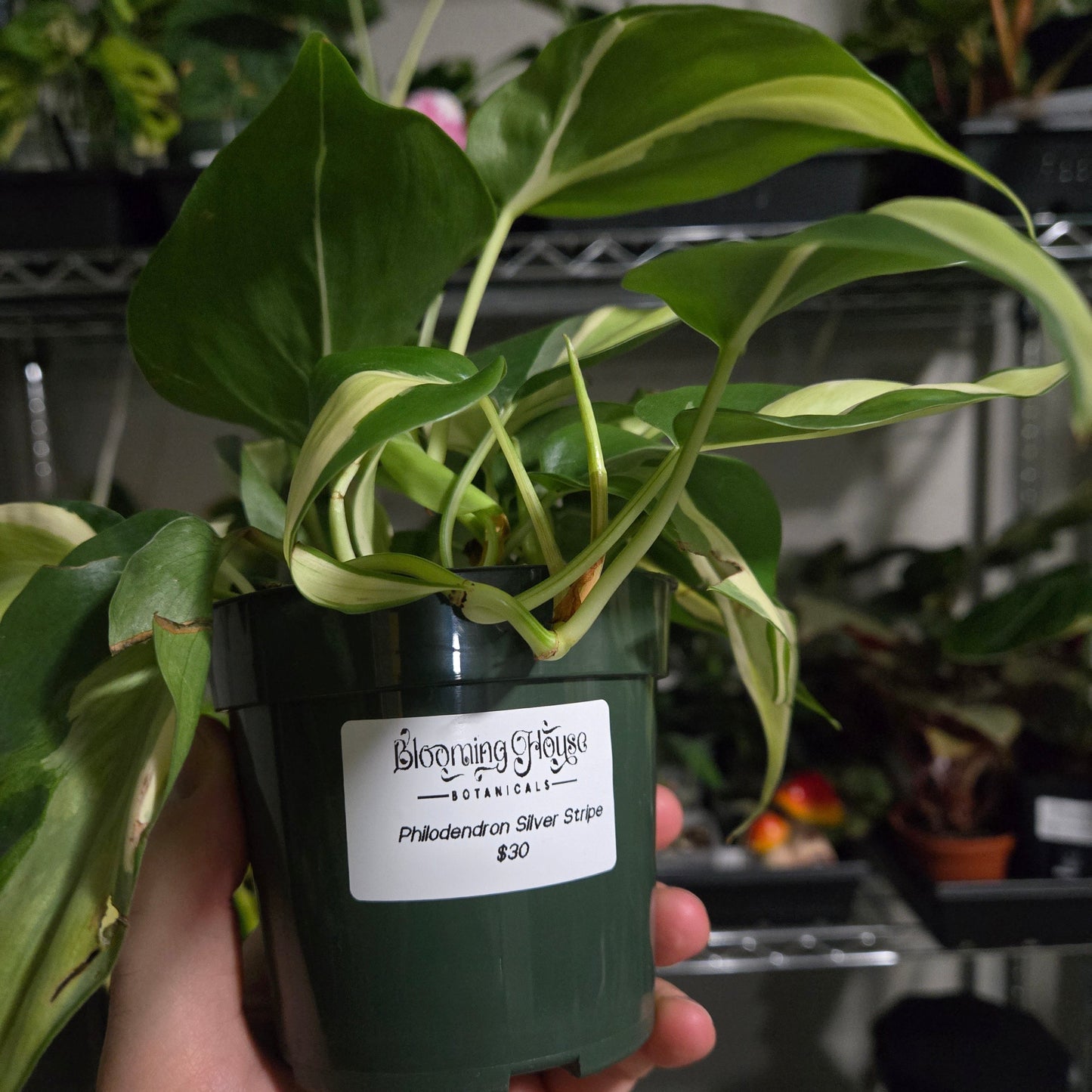 Philodendron Silver Stripe