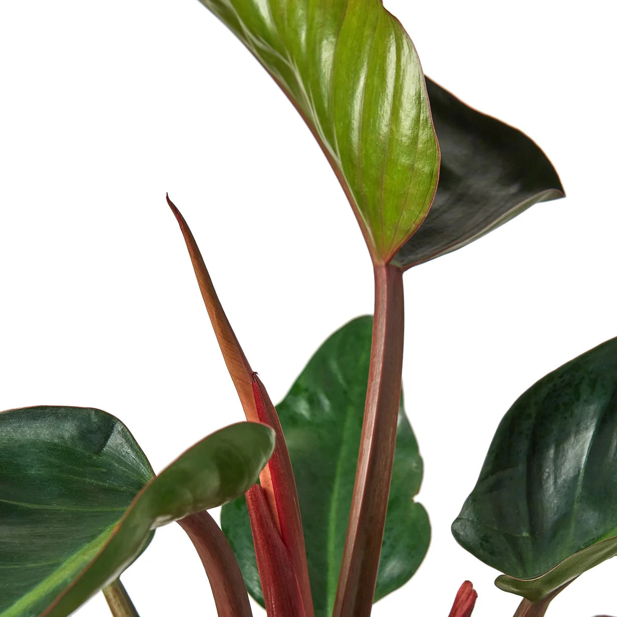 Philodendron Red Congo