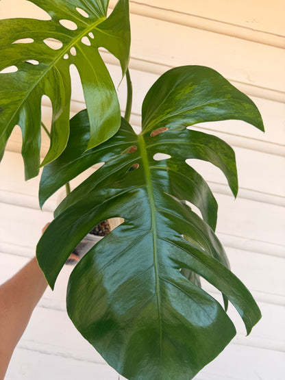Monstera Borsigiana Green on Green