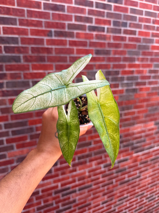Alocasia Longiloba Albo Mint