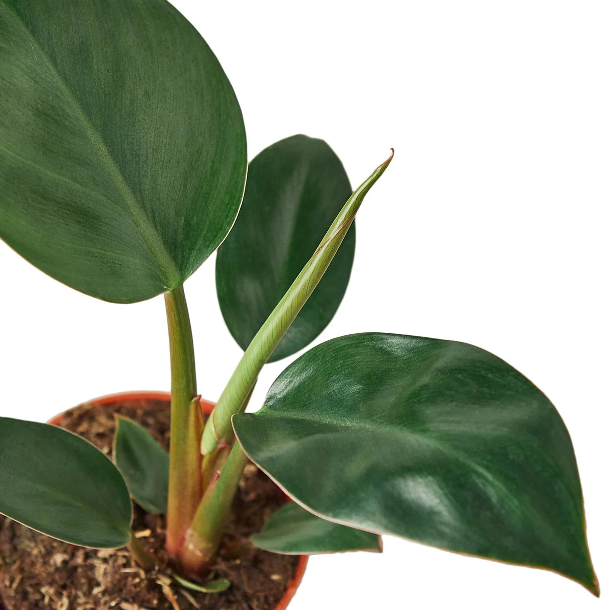 Philodendron Red Congo