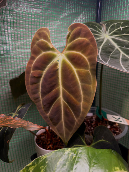 Anthurium Besseae AFF Wu8 x Wu1004