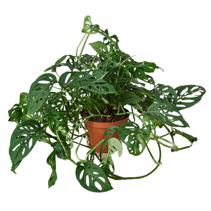 Monstera Swiss Cheese