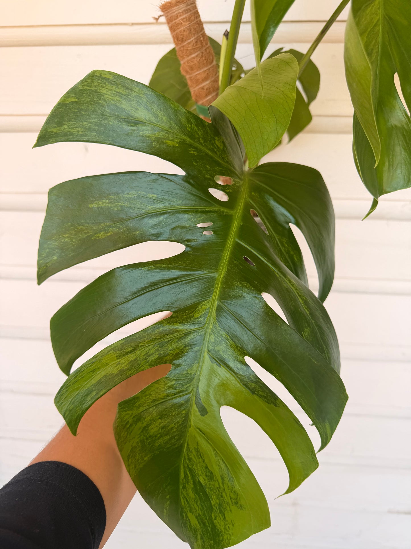 Monstera Borsigiana Green on Green